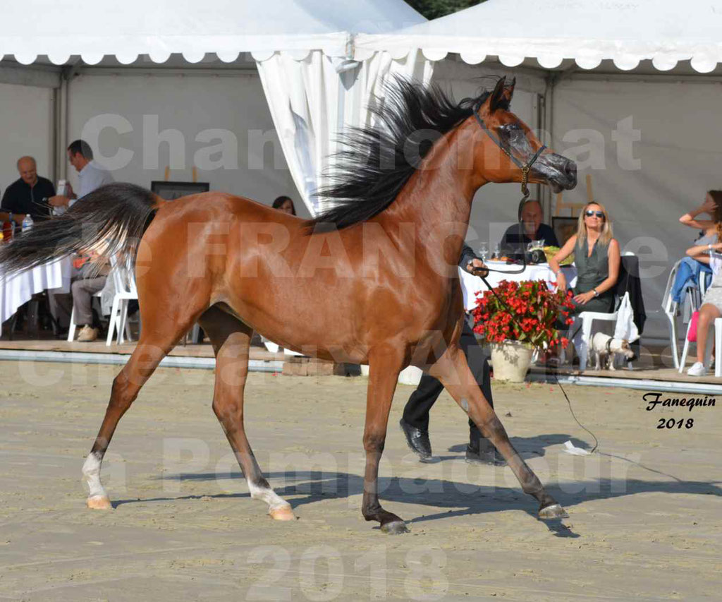 Championnat de FRANCE des chevaux Arabes à Pompadour en 2018 - SH CHARISMA - Notre Sélection - 01