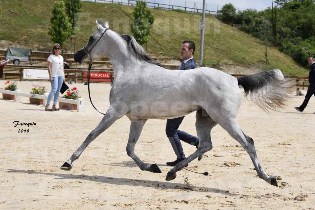 Concours Européen de chevaux Arabes à Chazey sur Ain 2018 - FATIN ALBIDAYER - Notre Sélection - 09