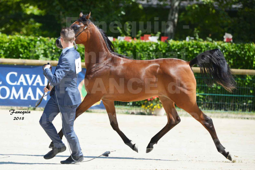 Championnat de FRANCE de chevaux Arabes à Pompadour en 2018 - BO AS ALEXANDRA - Notre Sélection - 11