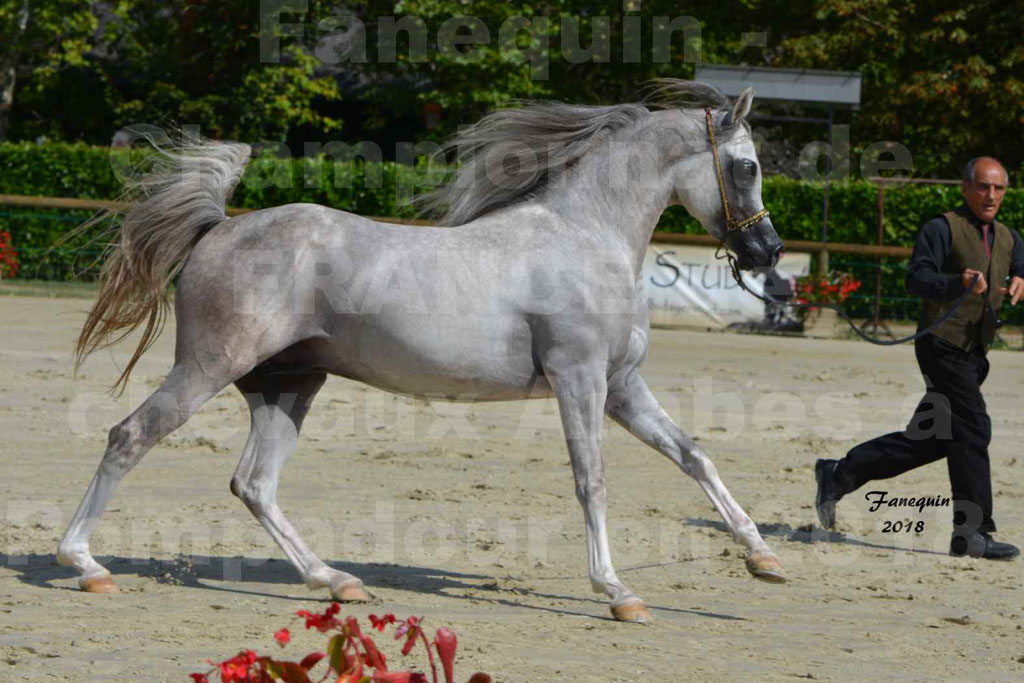 Championnat de FRANCE de chevaux Arabes à Pompadour en 2018 - SH CHAGALL - Notre Sélection - 07