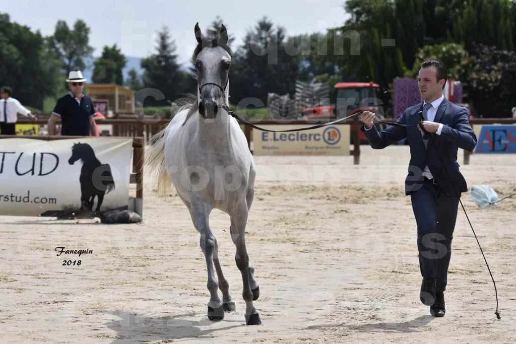 Concours Européen de chevaux Arabes à Chazey sur Ain 2018 - FATIN ALBIDAYER - Notre Sélection - 01