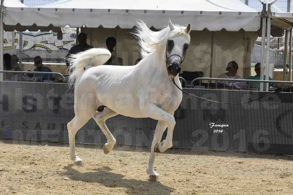 Championnat du Pur Sang Arabe de la Méditerranée et des pays Arabes - MENTON 2016 - RASWAN DE GARGASSAN - Notre Sélection - 04