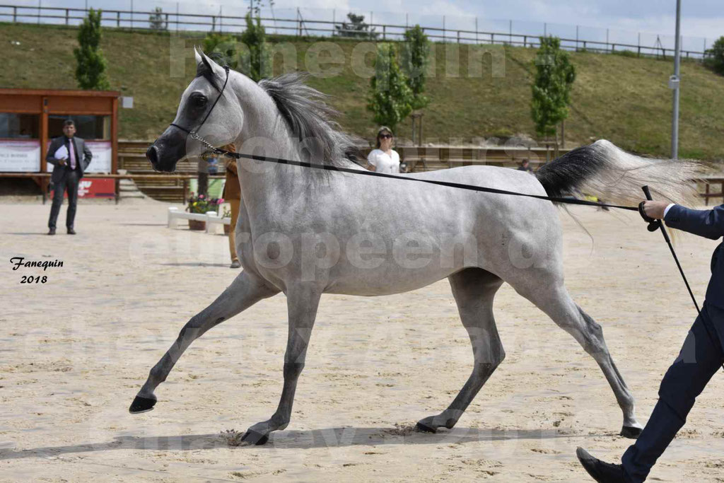 Concours Européen de chevaux Arabes à Chazey sur Ain 2018 - FATIN ALBIDAYER - Notre Sélection - 06