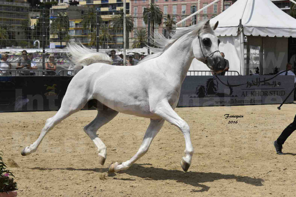 Championnat du Pur Sang Arabe de la Méditerranée et des pays Arabes - MENTON 2016 - RASWAN DE GARGASSAN - Notre Sélection - 07