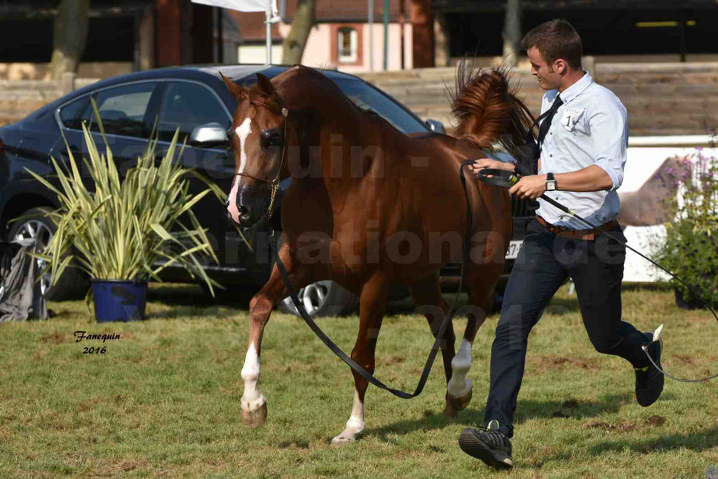 International Arabian Horse Show B de VICHY 2016 - DZHARI NUNKI - Notre Sélection - 43