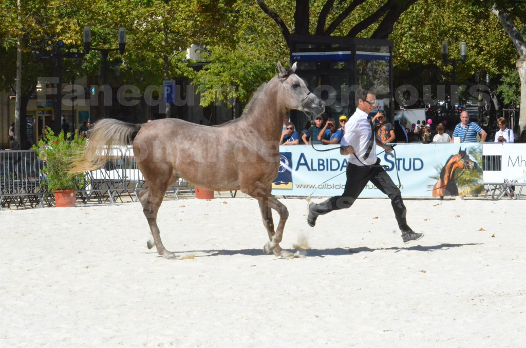 Concours régional de Nîmes de chevaux Arabes - 2014 - CHEM'S PHARAON - 06