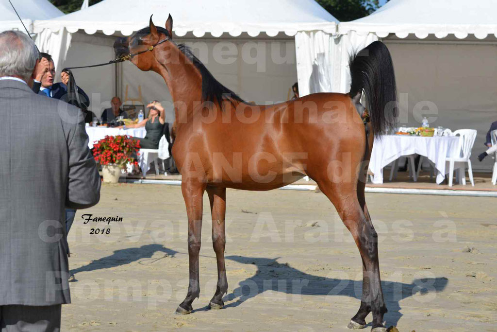 Championnat de FRANCE de chevaux Arabes à Pompadour en 2018 - BO AS ALEXANDRA - Notre Sélection - 42