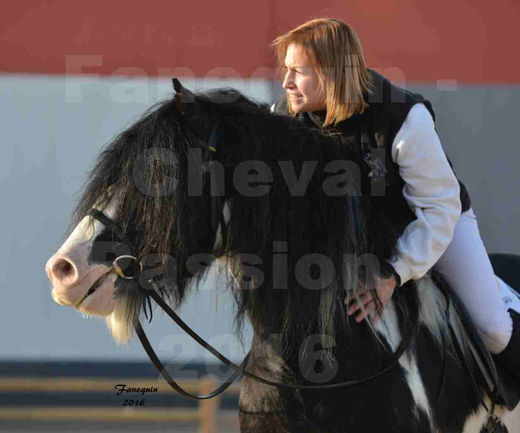 Cheval Passion 2016 - IRISH COB - monté par une cavalière - Portraits - 10