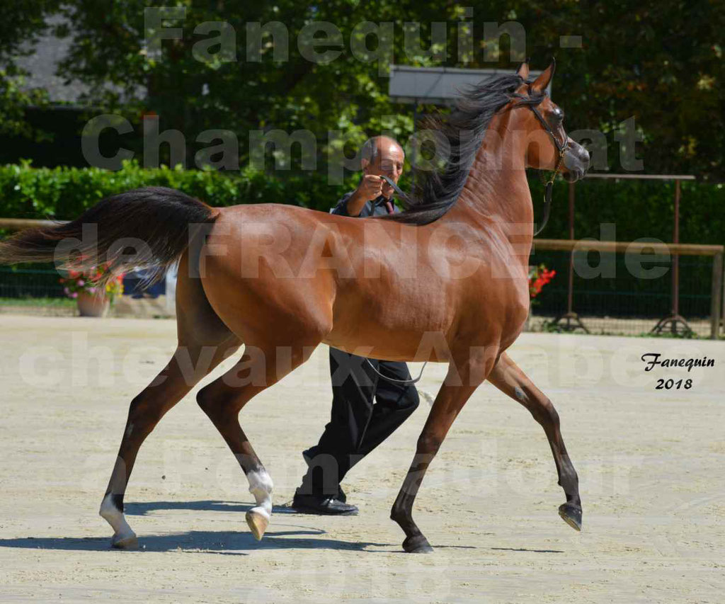 Championnat de FRANCE des chevaux Arabes à Pompadour en 2018 - SH CHARISMA - Notre Sélection - 28