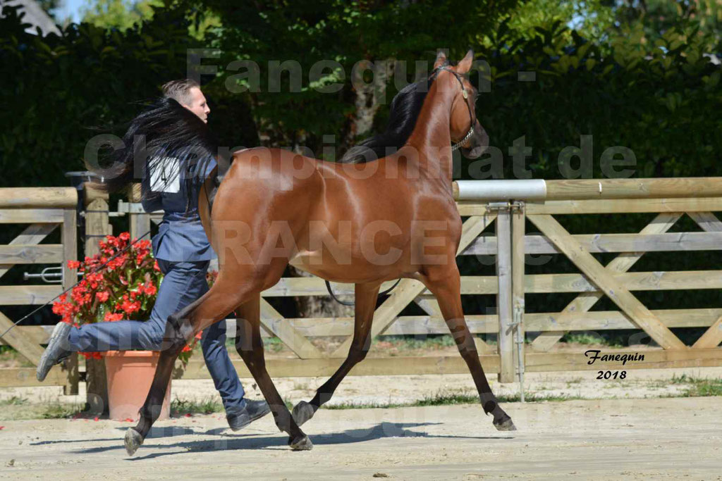 Championnat de FRANCE de chevaux Arabes à Pompadour en 2018 - BO AS ALEXANDRA - Notre Sélection - 08