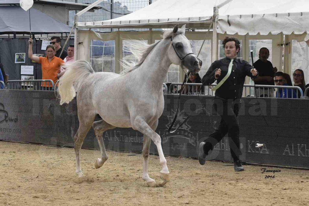 Championnat du pur-sang arabe de la Méditerranée et des pays arabes - MENTON 2016 - JALAL AL JASSIMYA - Notre Sélection - 10