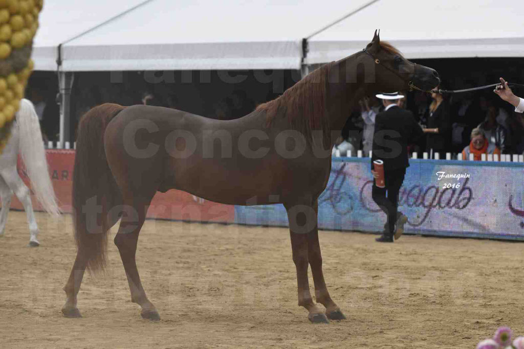 Championnat du pur-sang arabe de la Méditerranée et des pays arabes - MENTON 2016 - FAKHR AL KHALEDIAH - Notre Sélection - 03