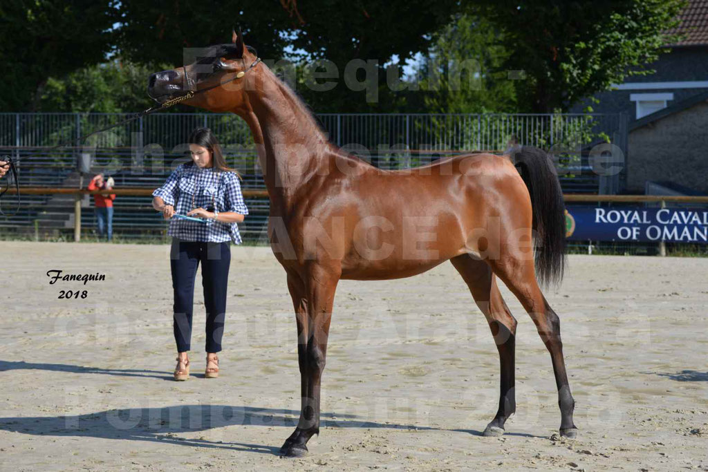 Championnat de FRANCE de chevaux Arabes à Pompadour en 2018 - BO AS ALEXANDRA - Notre Sélection - 49