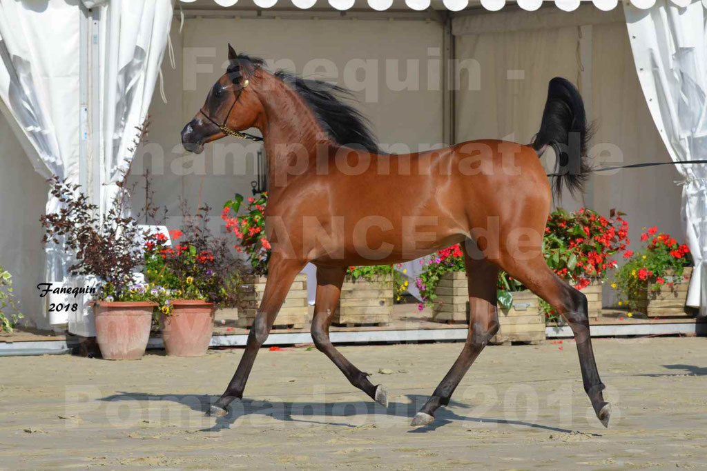 Championnat de FRANCE de chevaux Arabes à Pompadour en 2018 - BO AS ALEXANDRA - Notre Sélection - 29