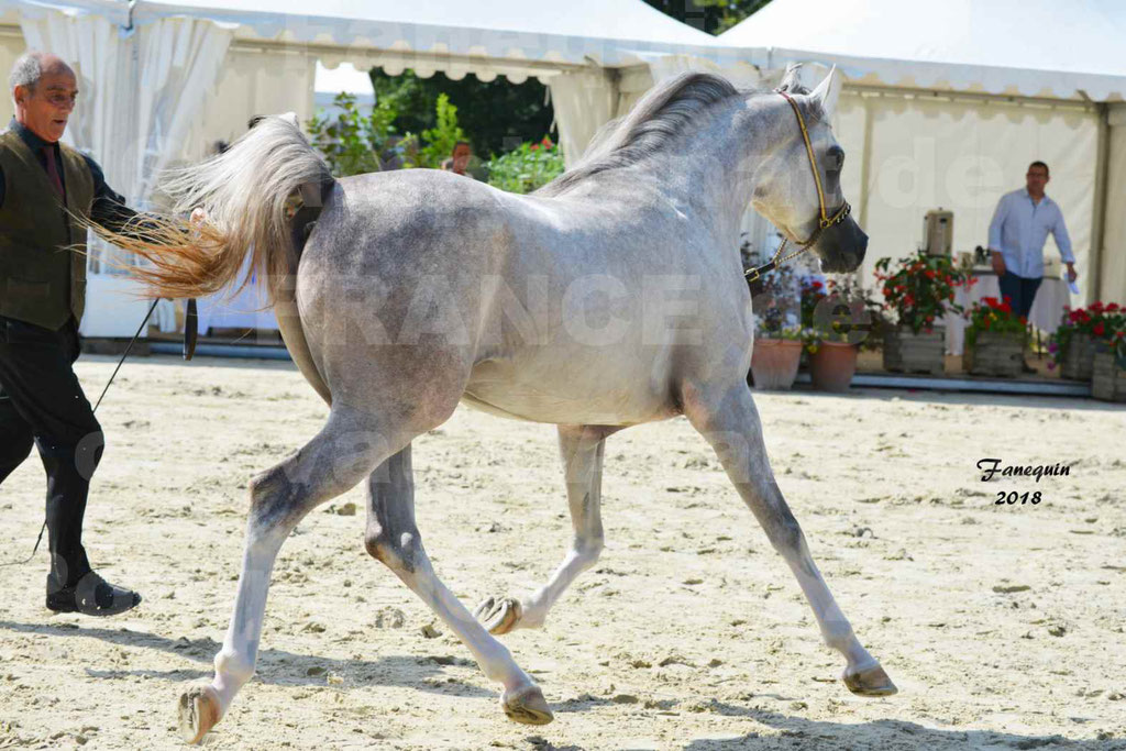 Championnat de FRANCE de chevaux Arabes à Pompadour en 2018 - SH CHAGALL - Notre Sélection - 04