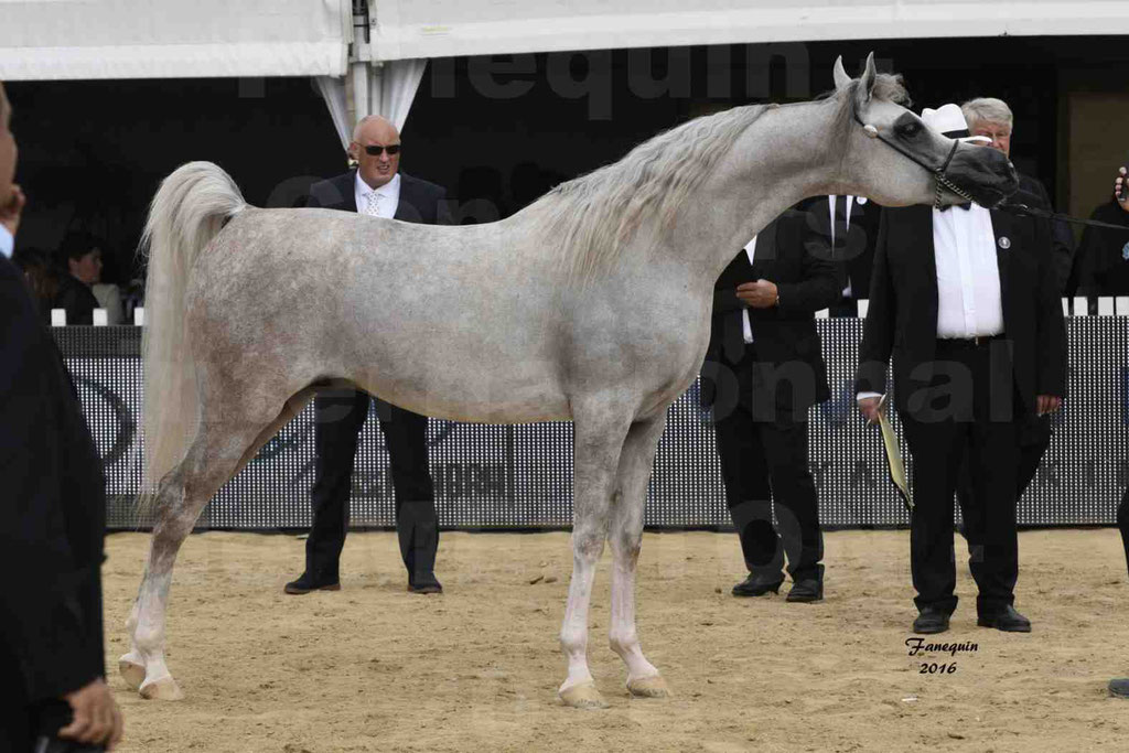 Championnat du pur-sang arabe de la Méditerranée et des pays arabes - MENTON 2016 - JALAL AL JASSIMYA - Notre Sélection - 20