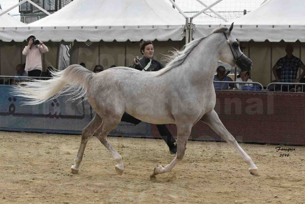 Championnat du pur-sang arabe de la Méditerranée et des pays arabes - MENTON 2016 - JALAL AL JASSIMYA - Notre Sélection - 14