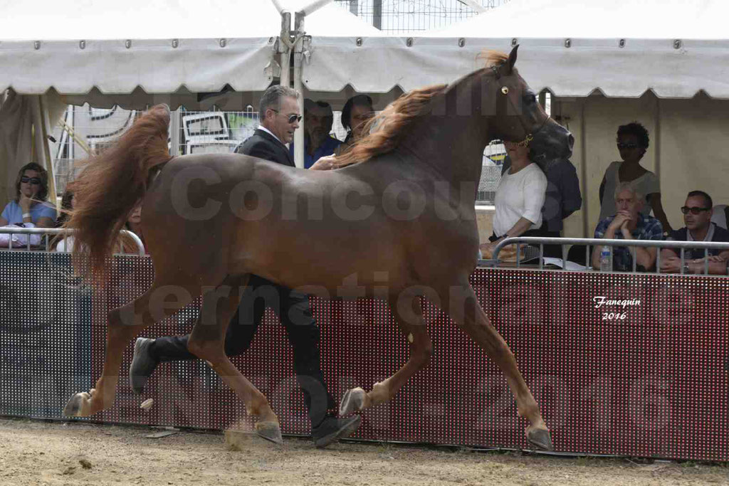 Championnat du pur-sang arabe de la Méditerranée et des pays arabes - MENTON 2016 - FAKHR AL KHALEDIAH - Notre Sélection - 20