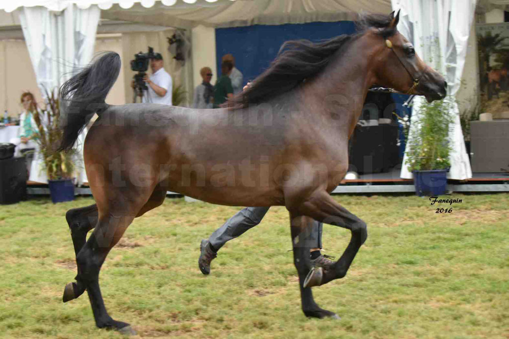 International Arabian Horse Show B de VICHY 2016 - MILLIAR - Notre Sélection - 27