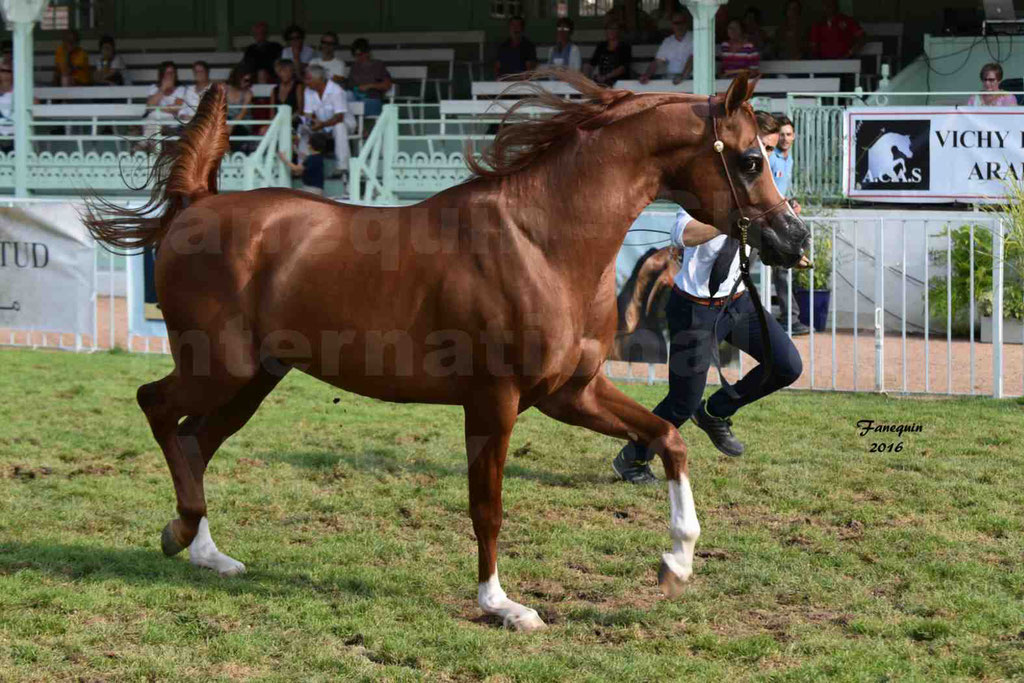 International Arabian Horse Show B de VICHY 2016 - DZHARI NUNKI - Notre Sélection - 17