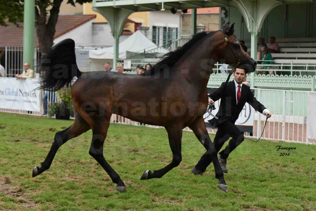 International Arabian Horse Show B de VICHY 2016 - MILLIAR - Notre Sélection - 02