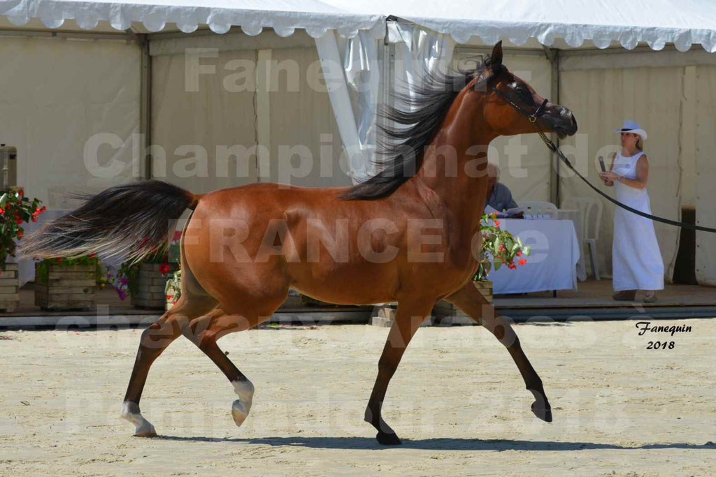 Championnat de FRANCE des chevaux Arabes à Pompadour en 2018 - SH CHARISMA - Notre Sélection - 16