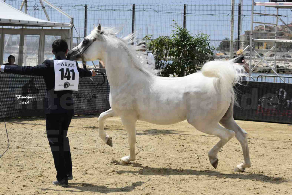 Championnat du Pur Sang Arabe de la Méditerranée et des pays Arabes - MENTON 2016 - RASWAN DE GARGASSAN - Notre Sélection - 05