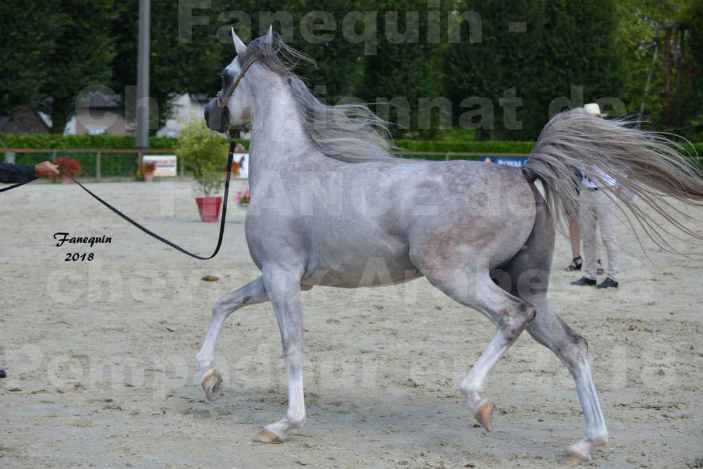 Championnat de FRANCE de chevaux Arabes à Pompadour en 2018 - SH CHAGALL - Notre Sélection - 10