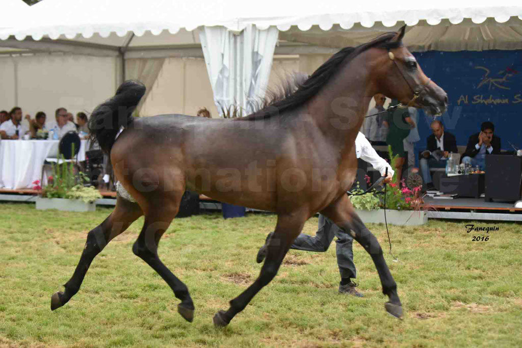 International Arabian Horse Show B de VICHY 2016 - MILLIAR - Notre Sélection - 26