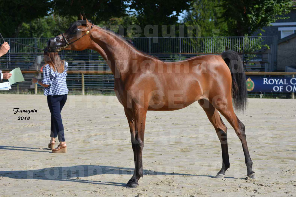 Championnat de FRANCE de chevaux Arabes à Pompadour en 2018 - BO AS ALEXANDRA - Notre Sélection - 51