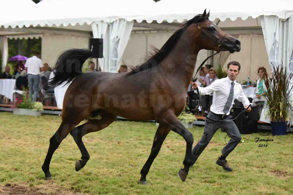 International Arabian Horse Show B de VICHY 2016 - MILLIAR - Notre Sélection - 25