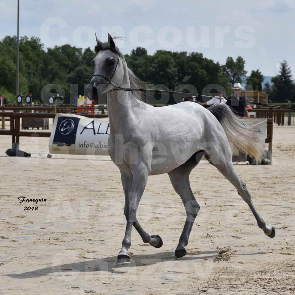 Concours Européen de chevaux Arabes à Chazey sur Ain 2018 - FATIN ALBIDAYER - Notre Sélection - 02