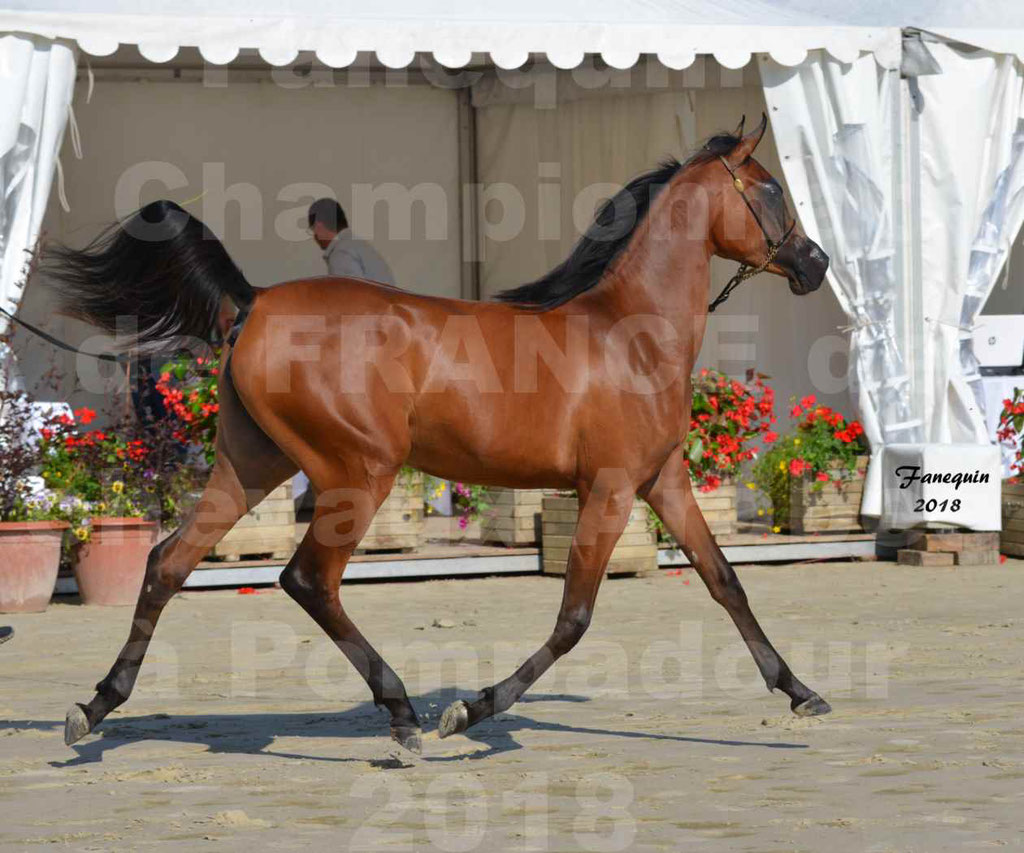 Championnat de FRANCE de chevaux Arabes à Pompadour en 2018 - BO AS ALEXANDRA - Notre Sélection - 39