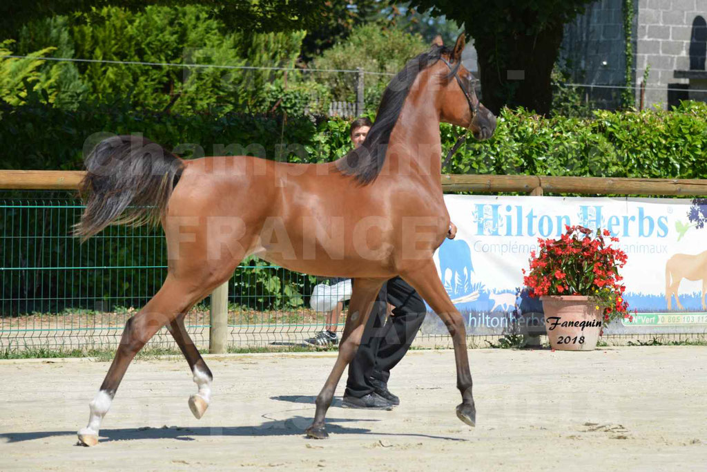 Championnat de FRANCE des chevaux Arabes à Pompadour en 2018 - SH CHARISMA - Notre Sélection - 24