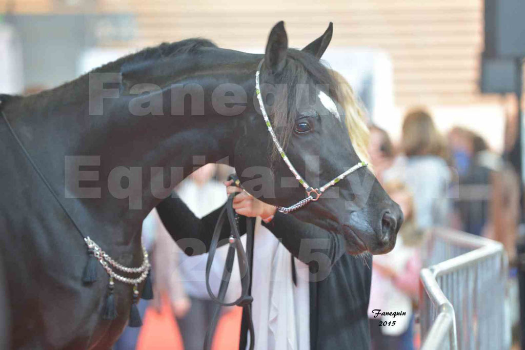 Salon Equita Lyon  2015 - YEL'S BLACK MAGIC - Notre Sélection - Portraits - 1
