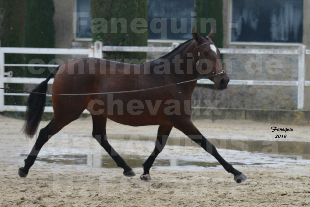 Confirmation de chevaux LUSITANIENS aux Haras d'UZES Novembre 2018 - LISBOA DU BOUSQUET - 1