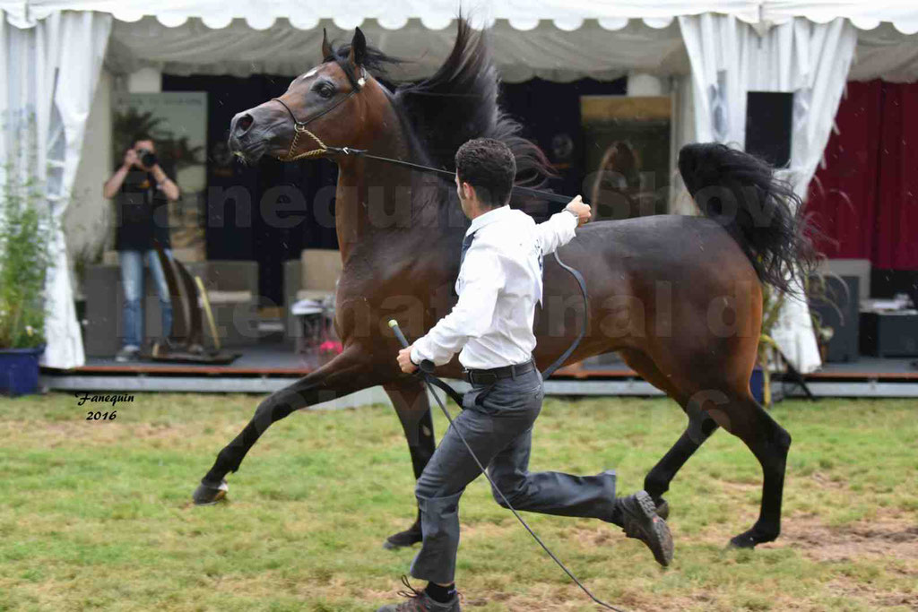 International Arabian Horse Show B de VICHY 2016 - MILLIAR - Notre Sélection - 33