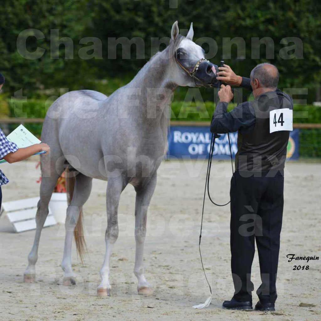 Championnat de FRANCE de chevaux Arabes à Pompadour en 2018 - SH CHAGALL - Notre Sélection - 14