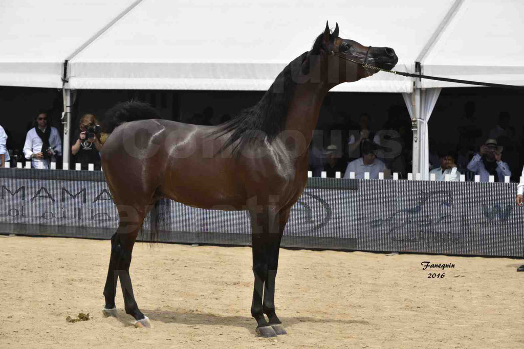 Championnat du pur-sang arabe de la Méditerranée et des pays arabes - MENTON 2016 - EKS ALIHANDRO - Notre Sélection - 31