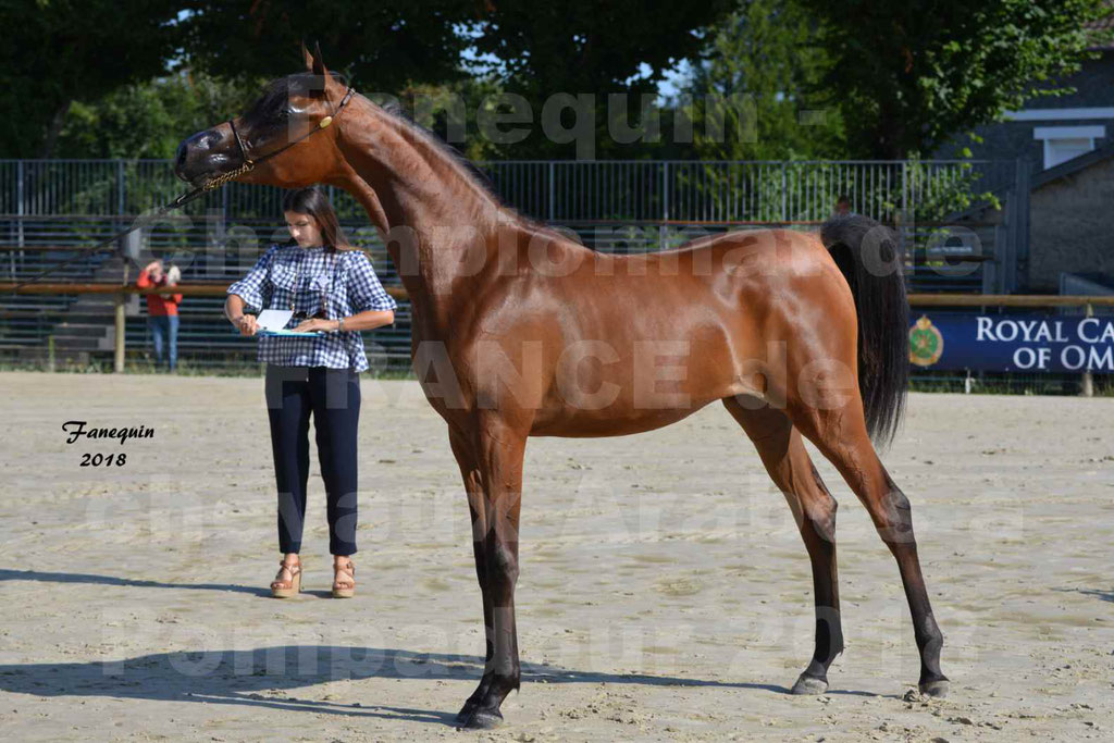 Championnat de FRANCE de chevaux Arabes à Pompadour en 2018 - BO AS ALEXANDRA - Notre Sélection - 50