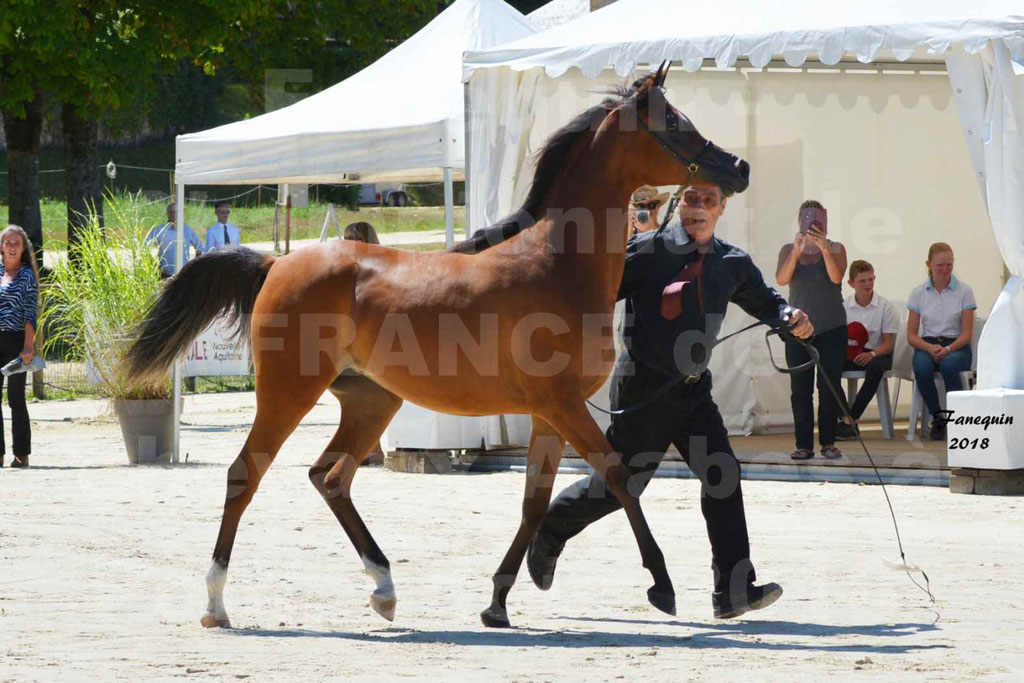 Championnat de FRANCE des chevaux Arabes à Pompadour en 2018 - SH CHARISMA - Notre Sélection - 09