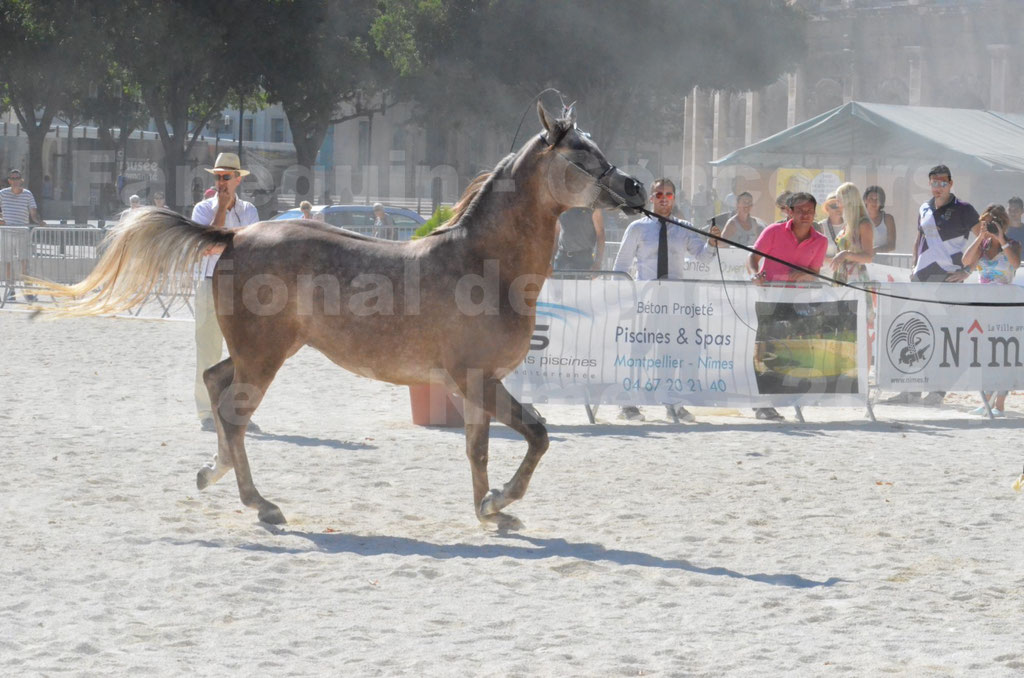 Concours régional de Nîmes de chevaux Arabes - 2014 - CHEM'S PHARAON - 02