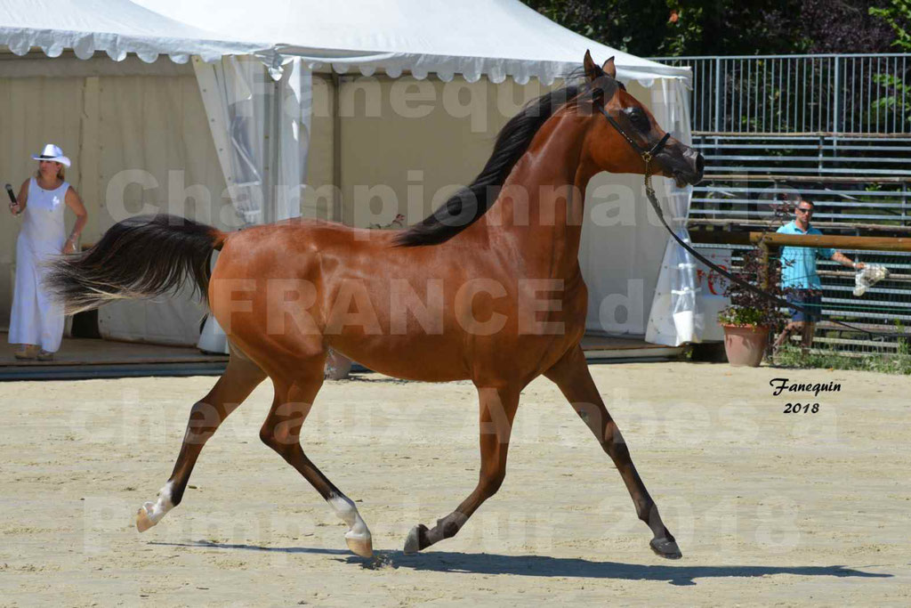 Championnat de FRANCE des chevaux Arabes à Pompadour en 2018 - SH CHARISMA - Notre Sélection - 18