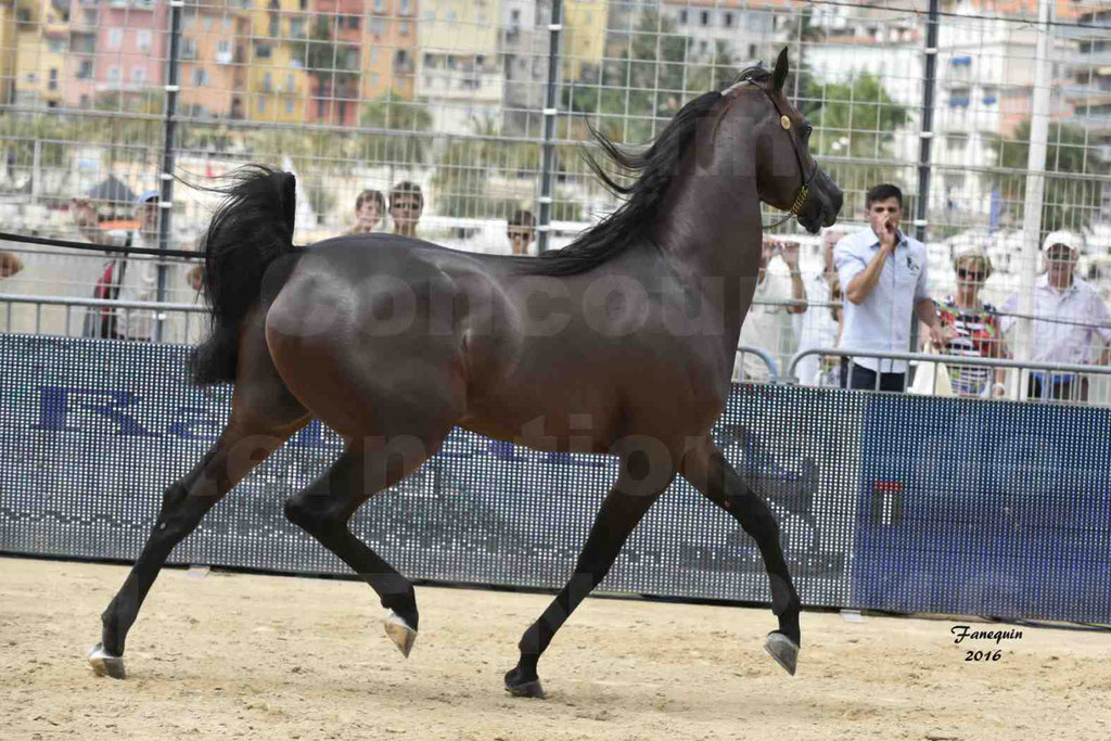 Championnat du pur-sang arabe de la Méditerranée et des pays arabes - MENTON 2016 - EKS ALIHANDRO - Notre Sélection - 22