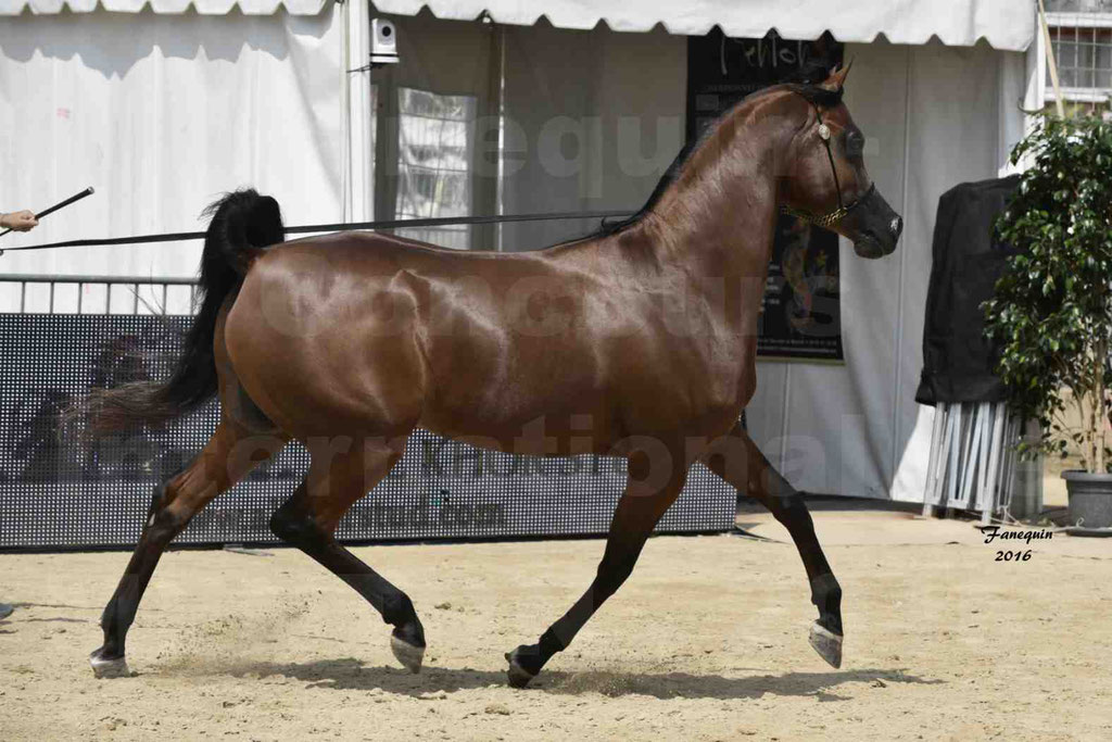 Championnat du pur-sang arabe de la Méditerranée et des pays arabes - MENTON 2016 - GHAZWAN AL JASSIMYA - Notre Sélection - 19