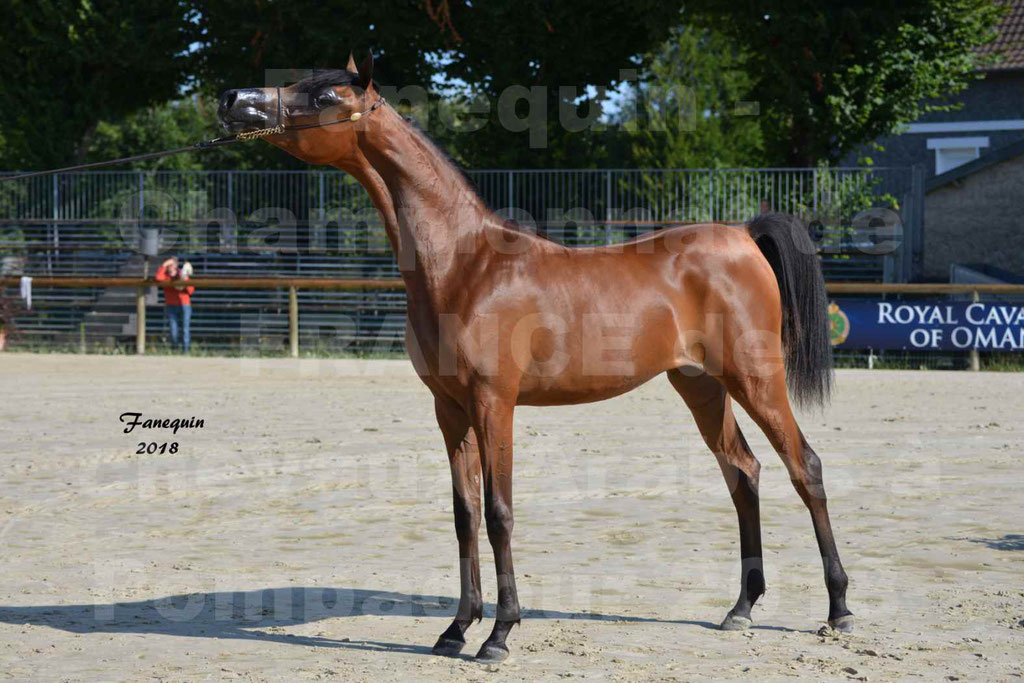 Championnat de FRANCE de chevaux Arabes à Pompadour en 2018 - BO AS ALEXANDRA - Notre Sélection - 48