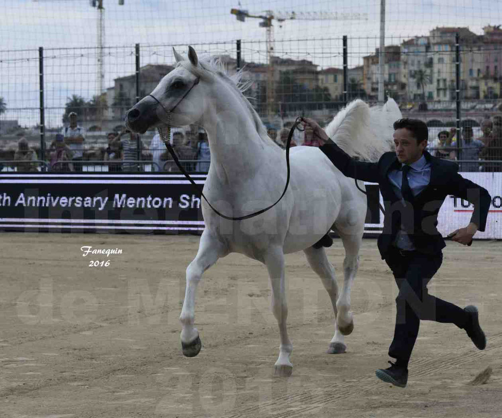 Championnat du Pur Sang Arabe de la Méditerranée et des pays Arabes - MENTON 2016 - RASWAN DE GARGASSAN - Notre Sélection - 12