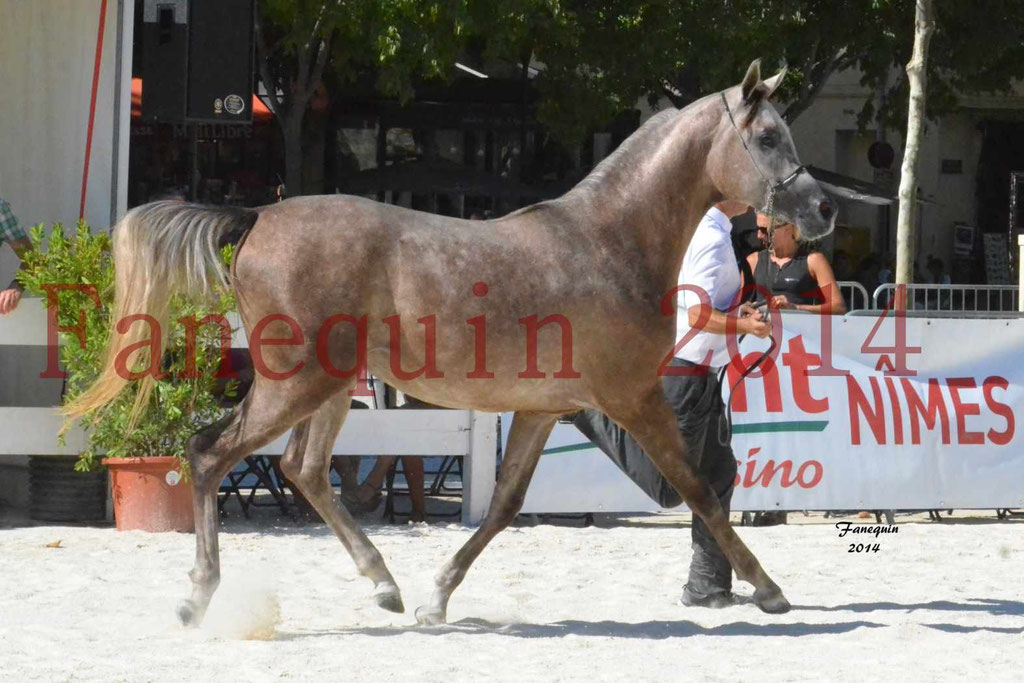 Concours National de Nîmes de chevaux ARABES 2014 - Notre Sélection - CHEM'S PHARAON - 6