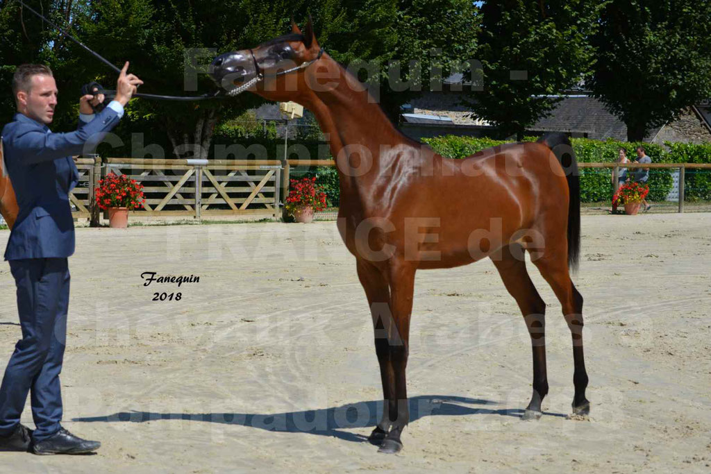 Championnat de FRANCE de chevaux Arabes à Pompadour en 2018 - BO AS ALEXANDRA - Notre Sélection - 14