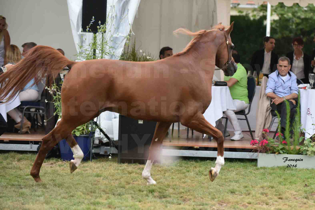 International Arabian Horse Show B de VICHY 2016 - DZHARI NUNKI - Notre Sélection - 14